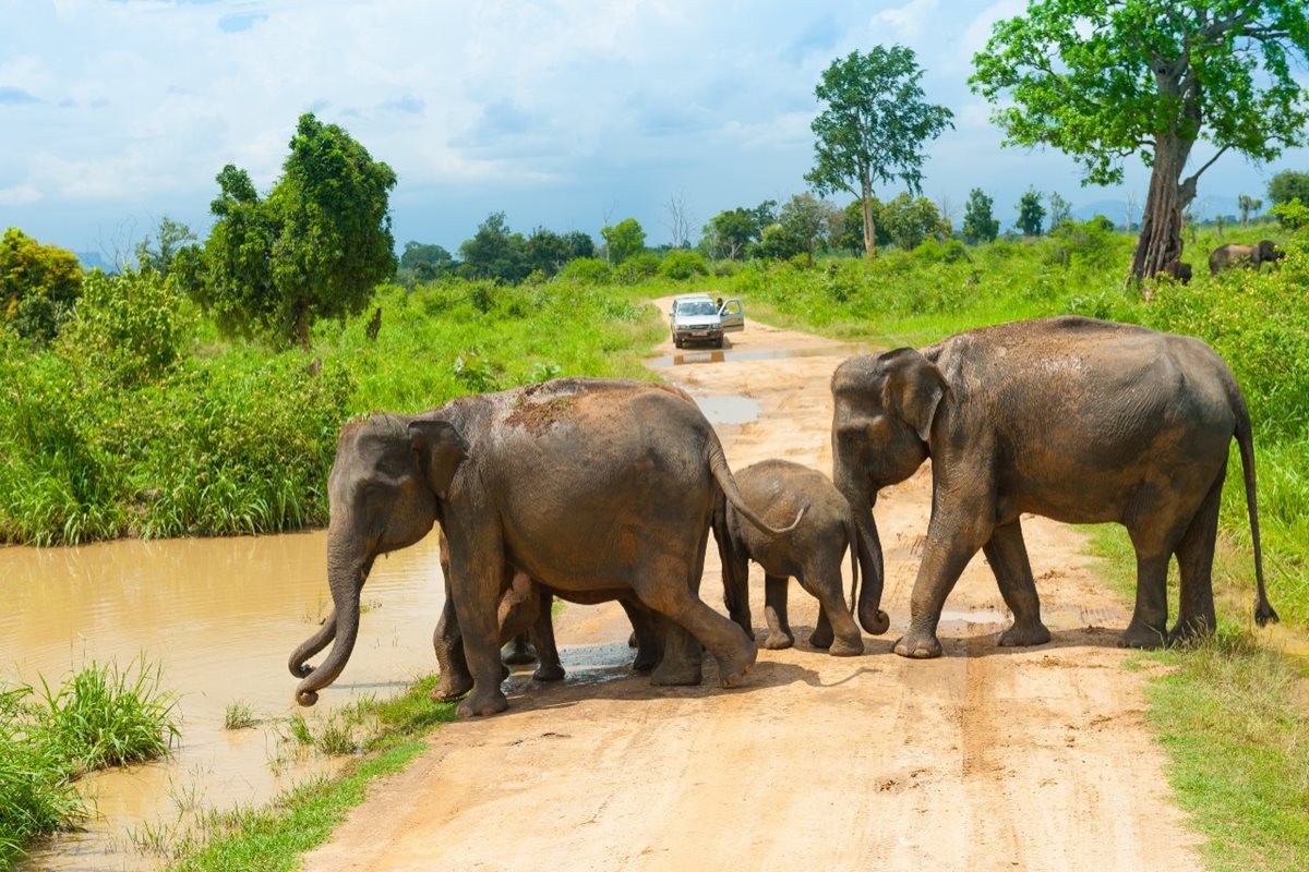 Slony v NP Udawalawe, Srí Lanka