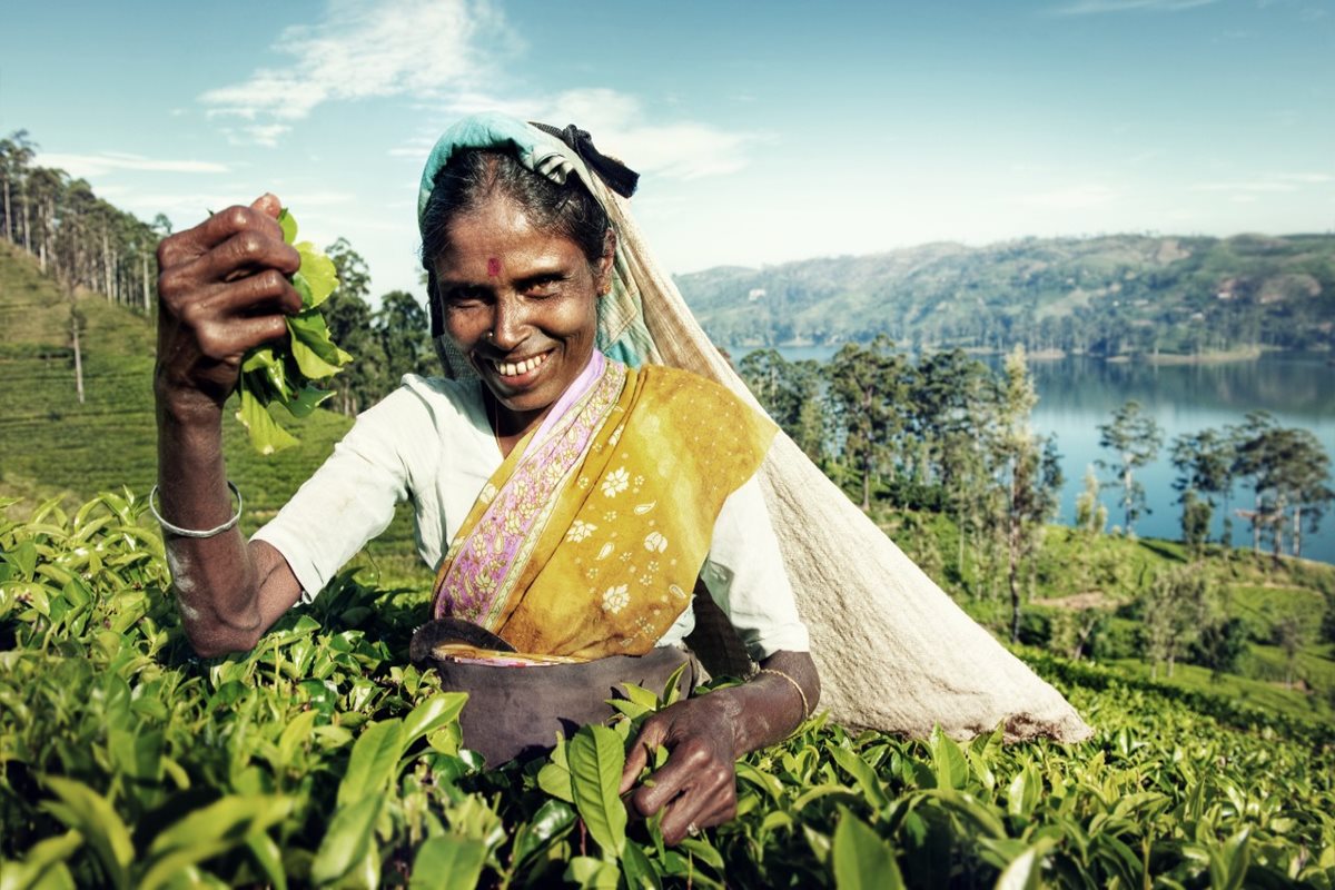 Zberačka čajových ístkov na Srí Lanke