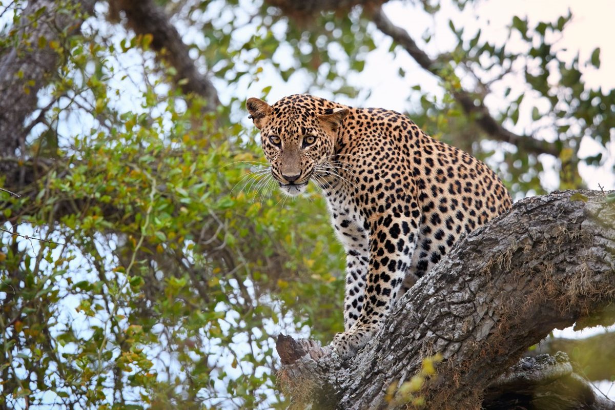 Leopard v NP Yala, Srí Lanka