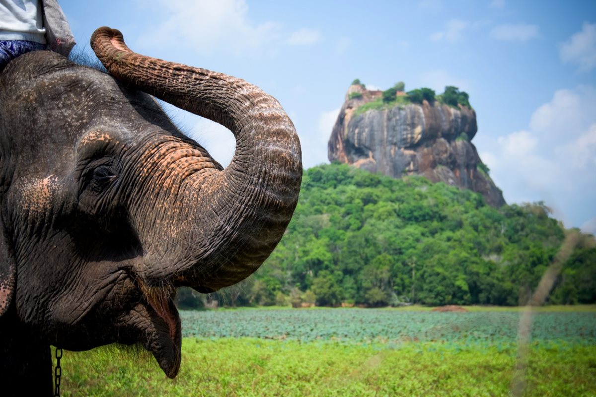 Sigiriya a slon na Srí Lanke