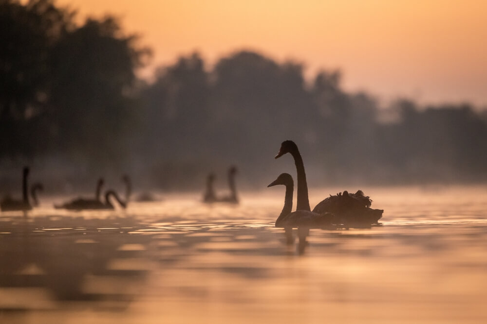 Al Qudra Lakes, Dubaj