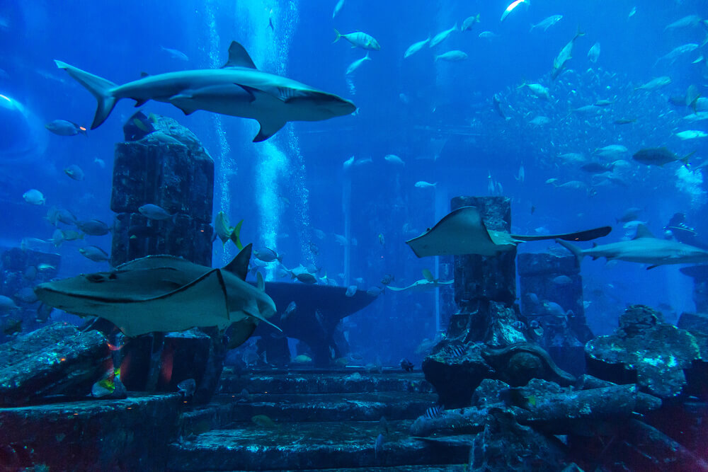 Dubai Aquarium, Dubaj