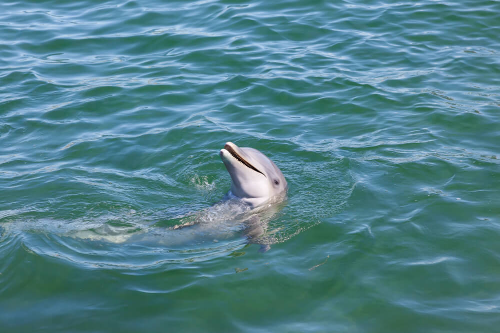 Delfín v delfináriu, Varadero