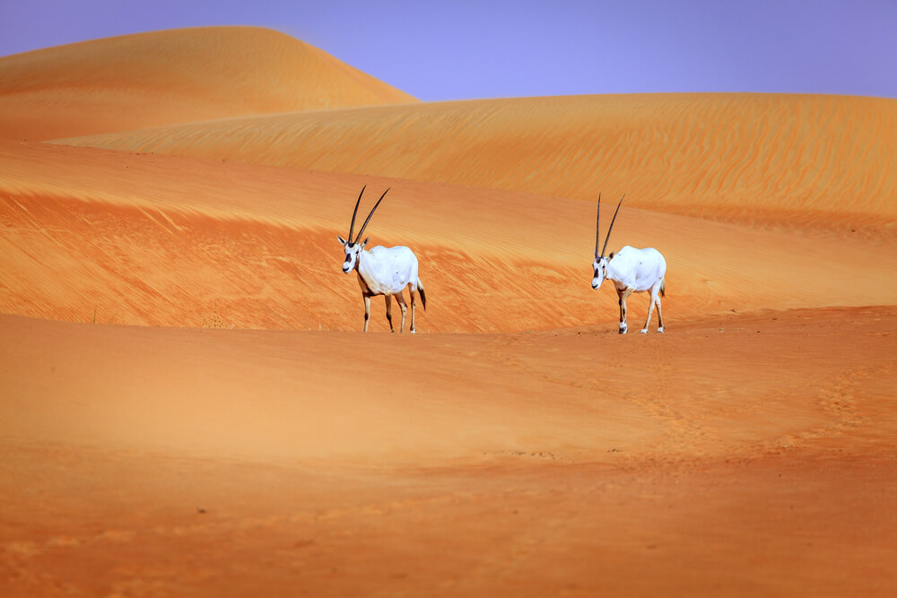 Dubai Desert Conservation Reserve, Dubaj