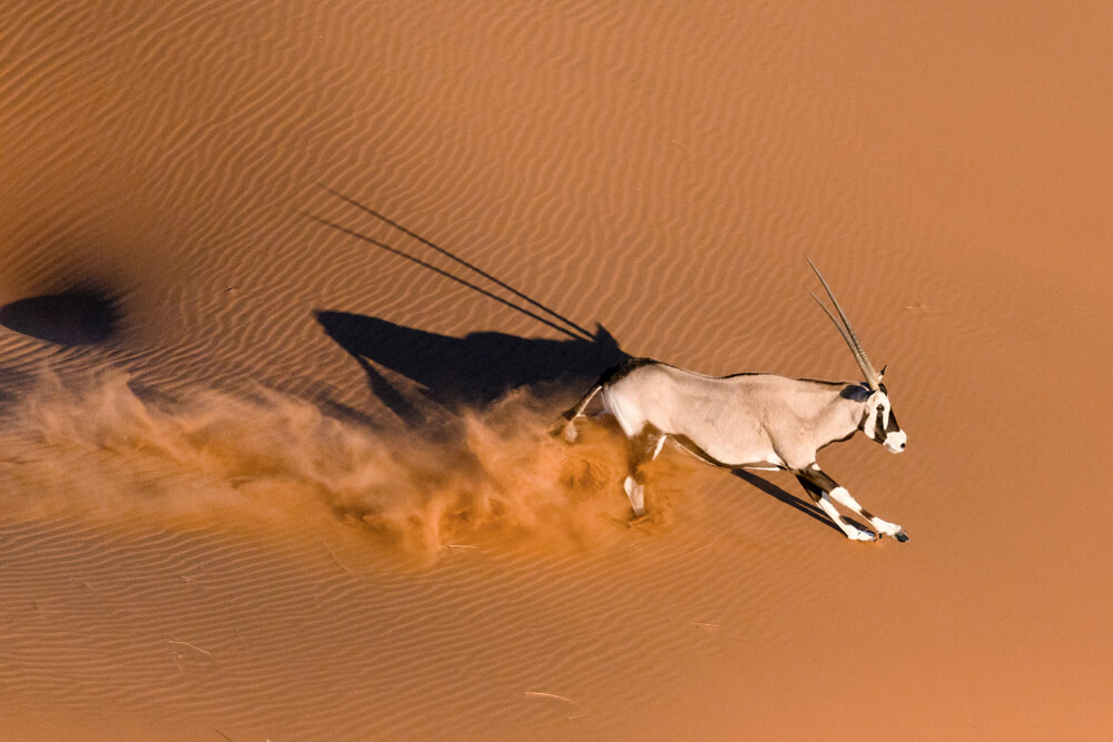 Arabský oryx