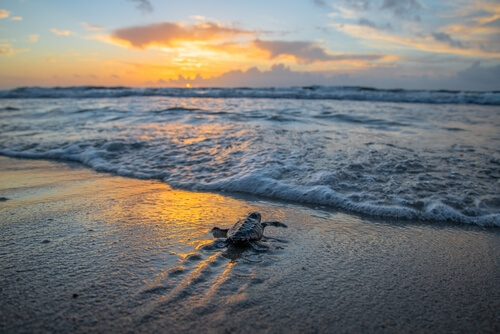 Playa Tortugas