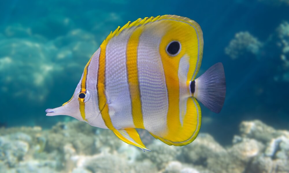 Klipka pološkrabošková (butterflyfish)